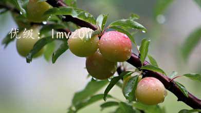Ҽ